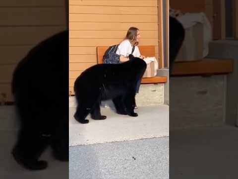 Funny Bears | Bear Attack | Polar Bear | Funny Animals #shorts #bear #funnybear #grizzlybear