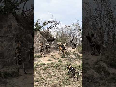 Vulture Surrounded By Wild dogs!