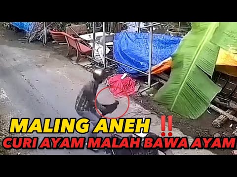 MALING ANEH‼️CURI AYAM BAWA AYAM #mhstv