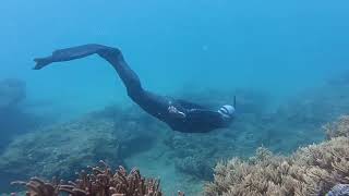 Merman Tiun Is No Longer Able To Observe Fish In Vietnam's Coral Reefs