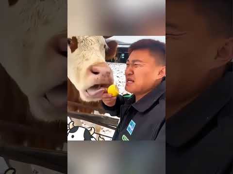 Holy cow funny moments