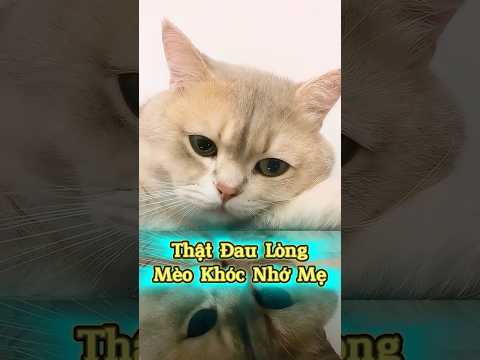 Cảnh Tượng Khiến Sen Đau Lòng 😭 Mèo Khóc Nhớ Mẹ #emthocreview #ThúCưng #PetCatTikTok #ChóMèoDrama