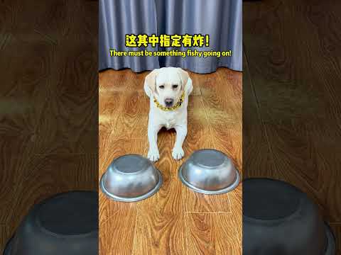 狗狗：这老登 怎么不按套路出牌..Dog: Why aren't you playing by the book... #搞笑汪驾到#萌寵#寵物#搞笑#拉布拉多 #doglover #Labrador