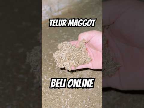 apa jadinya beli telur blatung online‼️tetangga panas #maggot #telurmaggot #belatung