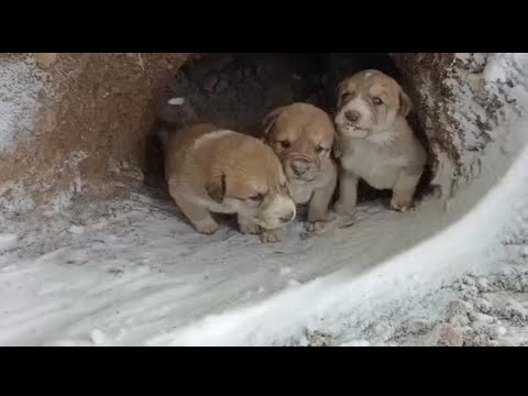 5 Little Puppies Shivered In A Hole Under Snow To Wait For Their Mother Back...