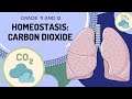 Regulating Carbon Dioxide and pH Levels in Homeostasis