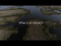 Exploring the Role of Estuaries in Coastal Ecosystems