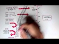 Membrane Transport Mechanisms
