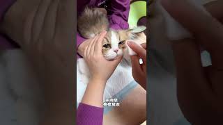 【#布丁仔和泡芙妹的一天】一岁邪恶小猫高能量的一天是怎么度过的! #支付宝宠物医保#养猫的应该都懂吧#猫咪日常