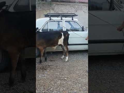 Xoldanbek Choja Mol Bozori
