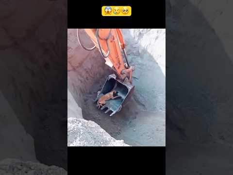 OMG! Poor dog? || Thank you good people who saved the dog's life??