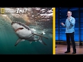 Shark Species and Their Conservation