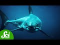 Megalodon: The Giant Shark of the Ancient Seas