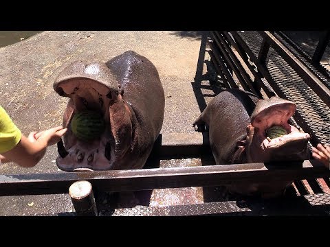 親子でガブリ！　「カバのスイカまるごとタイム」　長崎バイオパーク
