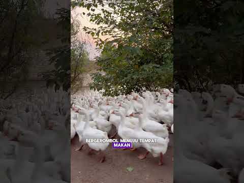 Unik dan Menarik! Peternak di China Memanggil Angsa untuk Makan Siang, Lihat Aksi Mereka Bergerombol
