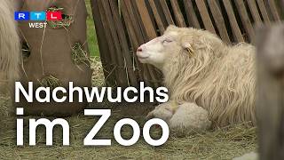 Osterzeit im Kölner Zoo - 17 Zicklein und zwei Lämmer | RTL WEST