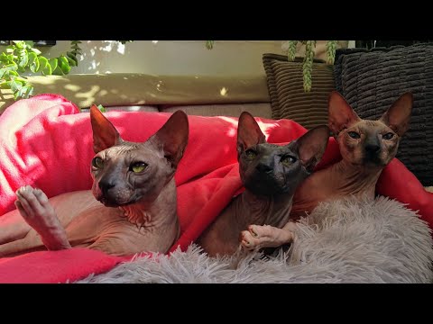 Life With Sphynx Cats 😻 Peace, Relaxation and Only Good Emotions / Share With You 💞