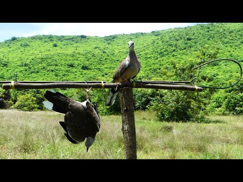 Easy Quick Dove Traps Technique - The Best Bird Traps Near The Mountain