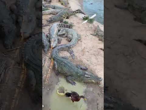 #crocodile #alligator #florida #everglades #miami #usa #travel #wildlife #nature #crocodiles