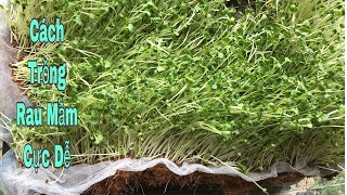 THĂM RAU MẦM TRỒNG BẰNG XƠ DỪA NGÀY THỨ 2