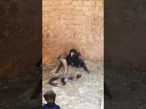 شجاعة الدجاجه وقوتها تثبت معنى الامومة #shorts