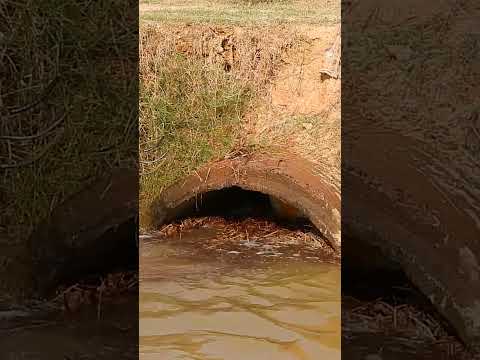 Remove Trash Clogged Culvert Drain #unclog #remove #shorts
