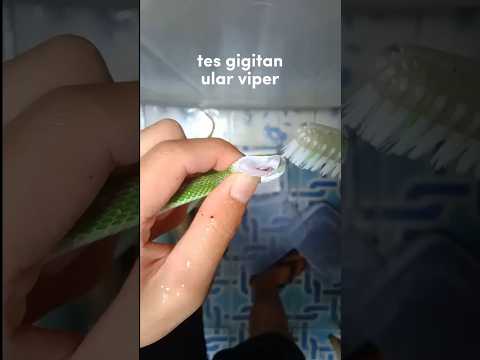 TES GIGITAN ULAR VIPER😱😨 #alam #reptiles #snake #animals #satwa #hewanunik #hewanpeliharaan