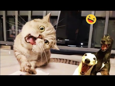 Funny DOGS and CATS videos 2024 🤣🐶 Best Funniest Animal Videos