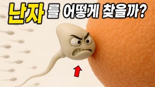 (충격주의) 정자가 난자를 찾아내는 방법 ㄷㄷ 눈도 뇌도 없는데..