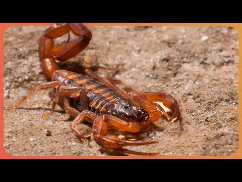 The Miracle Medicine Hidden Inside Animal Venom | 3 Hour Marathon