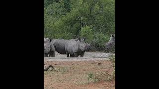 Rhino Family Takes A Quick Break At Waterhole
