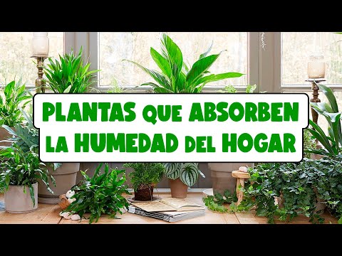 PLANTAS de INTERIOR que ABSORBEN la HUMEDAD del HOGAR