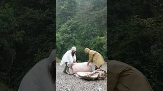 폭우 속에 거대한 별장 같은 텐트에서 하룻밤 캠핑 #포레니아 #포레니아하이노스 #폭우캠핑