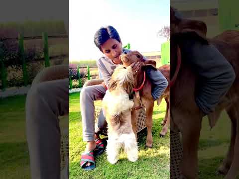 जमना - कौतुक के झड़प का दृश्य 😛😂#funnyshorts