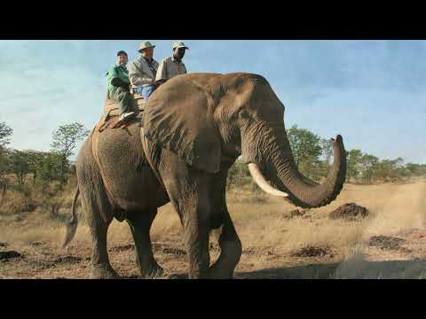 Zimbabwe Elephant & Cheetah Encounter