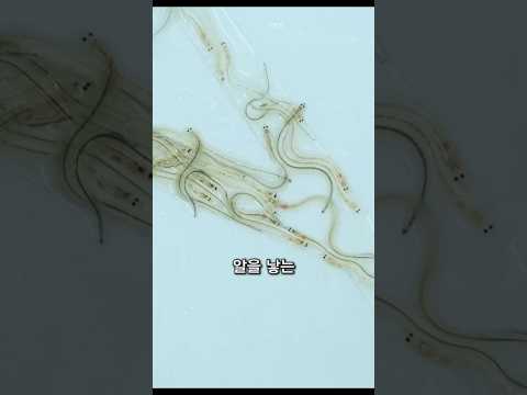 해변에서 찾으면 큰돈버는 생물
