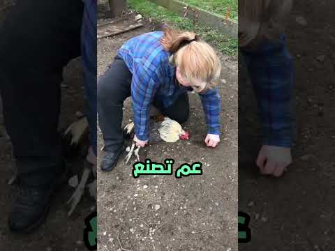 تفكير الدجاجة ? (صل على النبي) ?