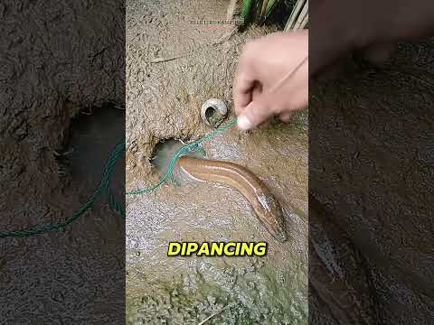 Perbedaan Sidat VS Belut! #kepobit #Elver #EelFarming #KepoBit #ideusaha #Belut