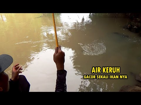 BERKAH !! Mancing di pertemuan sungai dan selokan