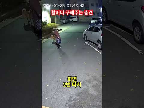 돼지한테 받히는 할머니 구해주는 충견 ㄷㄷ #CCTV #진돗개