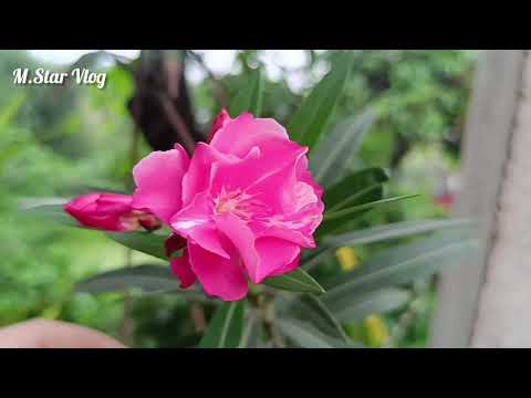 বৃষ্টির দিনের সেরা মুহুর্ত,#vlog