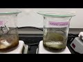 Fish Dissection and Chemical Analysis