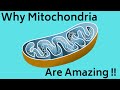 Exploring the Amazing Functions of Mitochondria