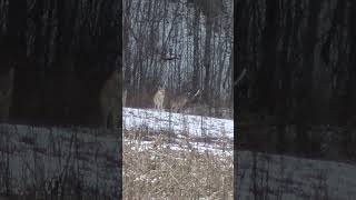 .243 Vs Coyote #rugeramerican #coyotehunting #predatorcontrol #predatorhunting #vortexoptics