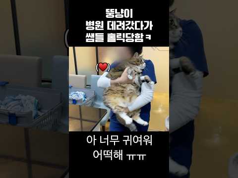 뚱냥이 병원 데려갔다가 쌤들 홀릭당함ㅋ