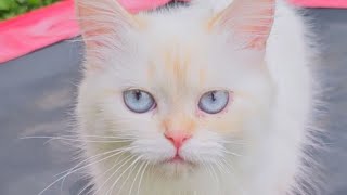Настюня в свободные от семейных хлопот минуты сбегала на любимую работу 🌞💪😻❤️😽🐈🐈🐈🐈🐈