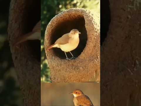 ரூபோசு ஓர்நீரோ || Rufous Hornero #tamil  #uyirkal #animallife #shorts