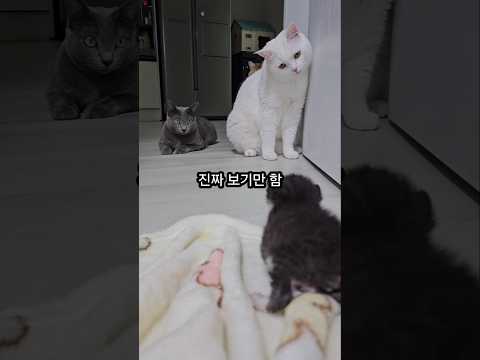 진짜 보기만하는 고양이들