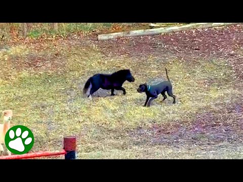 Love at first sight when this huge dog saw this tiny horse