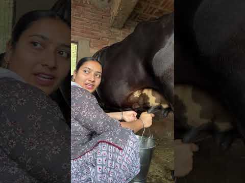 Cow milking